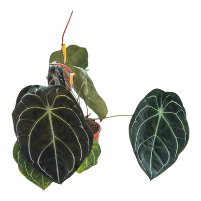 Live Sale Plant 306 Anthurium Forgetii X Red Crystallinum
