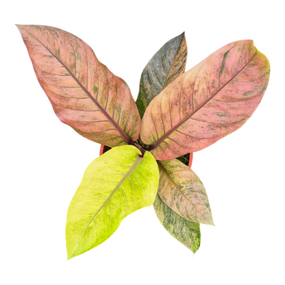 Live Sale Plant 308 Anthurium Hookerii Variegata