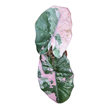 Live Sale Plant 309 Alocasia Yucatan Princess Pink Variegata