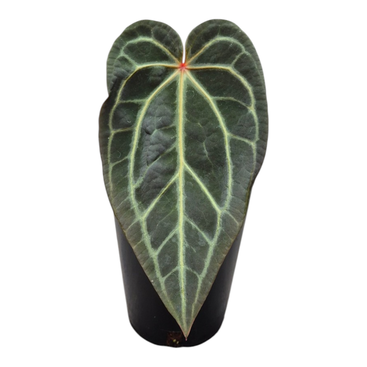 Live Sale Plant 230 DocBlock Anthurium Home, Sweet Home® '32' X Tortoise Shell Brown® '34'