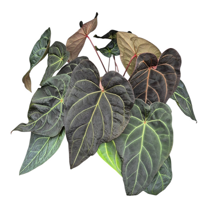 Live Sale Plant 330 DocBlock Anthurium Zara® '29' X Red Velvet Cake® '24' XL