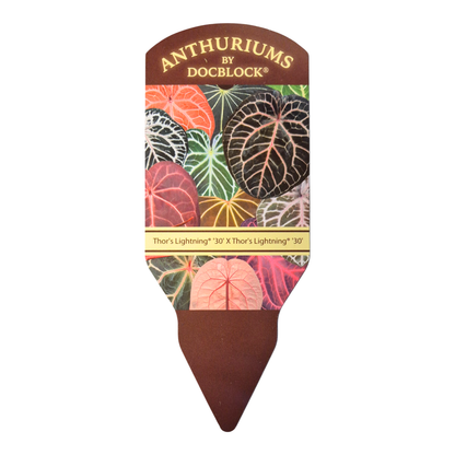 DocBlock Anthurium Thor's Lightning® '30' X Thor's Lightning® '30'