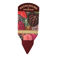 DocBlock Anthurium Thor's Lightning® '30' X Home, Sweet Home® '32'