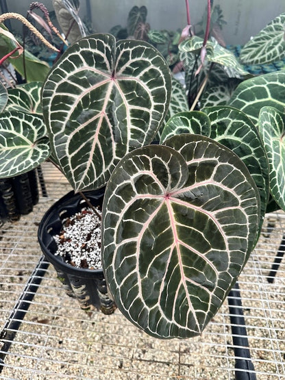 DocBlock Anthurium Zara® '31' X Crystal Red® '12'