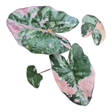 Live Sale Plant 310 Alocasia Yucatan Princess Pink Variegata