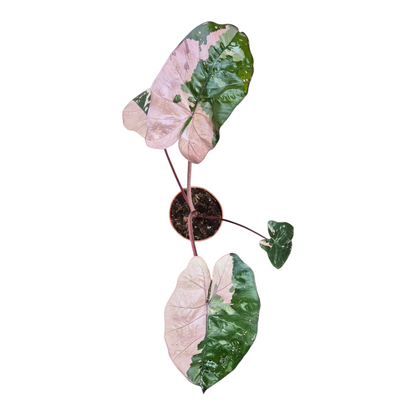 Live Sale Plant 311 Alocasia Yucatan Princess Pink Variegata