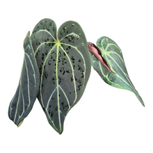 Live Sale Plant 312 DocBlock Anthurium Red Velvet Cake® '24' X Black Widow® '13'