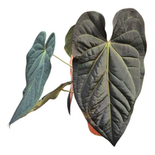 Live Sale Plant 313 DocBlock Anthurium Dark & Handsome® '9' X Black Widow® '13'