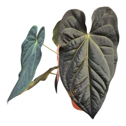 Live Sale Plant 313 DocBlock Anthurium Dark & Handsome® '9' X Black Widow® '13'