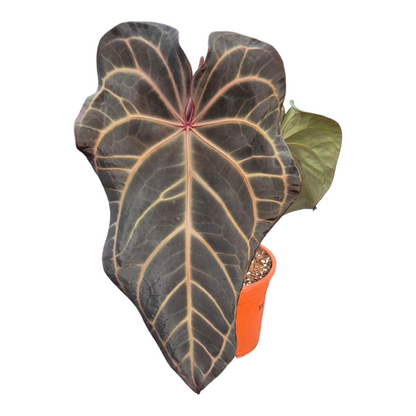 Live Sale Plant 314 DocBlock Anthurium Zara® '3' X Zara® '33