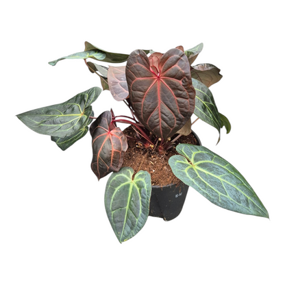 Live Sale Plant 331 DocBlock Anthurium Michelle® '11' X Red Velvet Cake® '24' XL