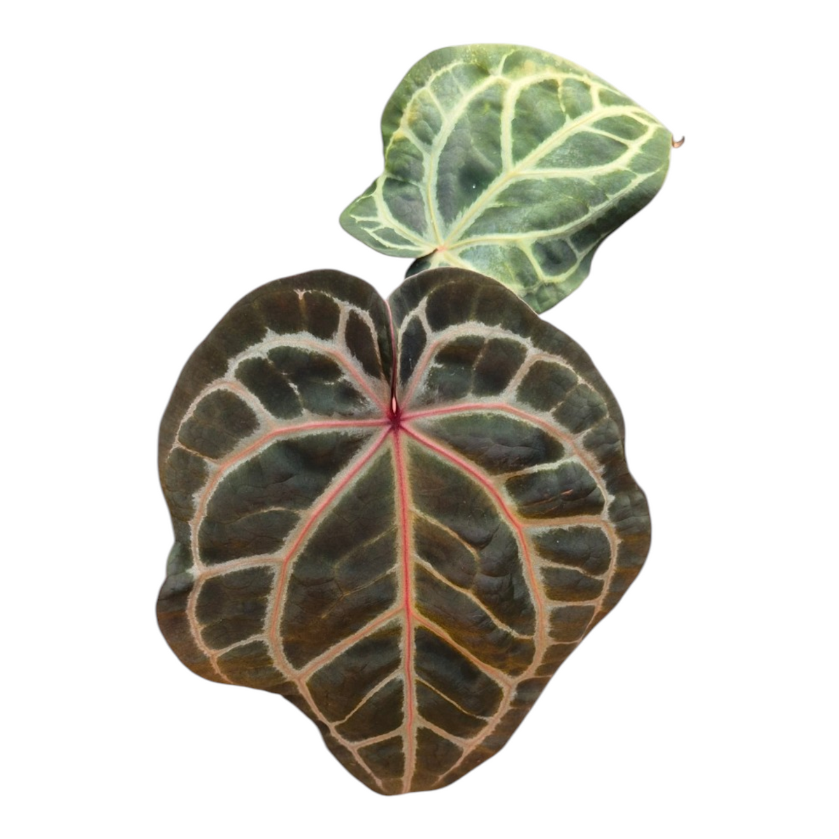 Live Sale Plant 231 DocBlock Anthurium Zara® '31' X Crystal Red® '12'