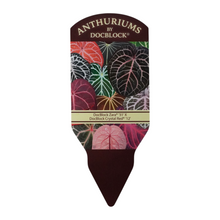 Selected DocBlock Anthurium Zara® '31' X Crystal Red® '12' *2