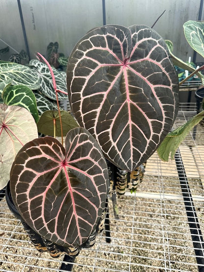 DocBlock Anthurium Brown Derby® '39' X Home, Sweet Home® '32'
