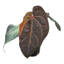 Live Sale Plant 232 DocBlock Anthurium Dark & Handsome® '9' X Michelle® '10' Variegata