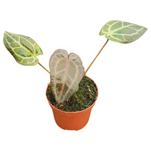 DocBlock Anthurium Home, Sweet Home® '32' X Red Velvet Cake® '24'