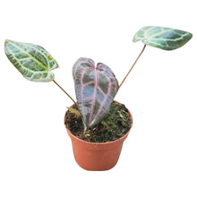 DocBlock Anthurium Home, Sweet Home® '32' X Red Velvet Cake® '24'