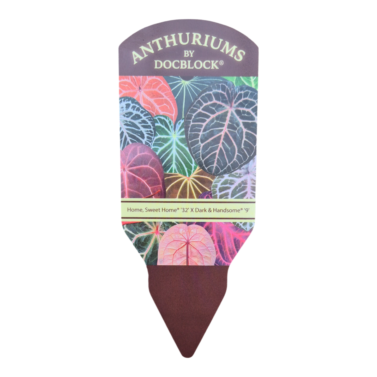 DocBlock Anthurium Home, Sweet Home® '32' X Dark & Handsome® '9'