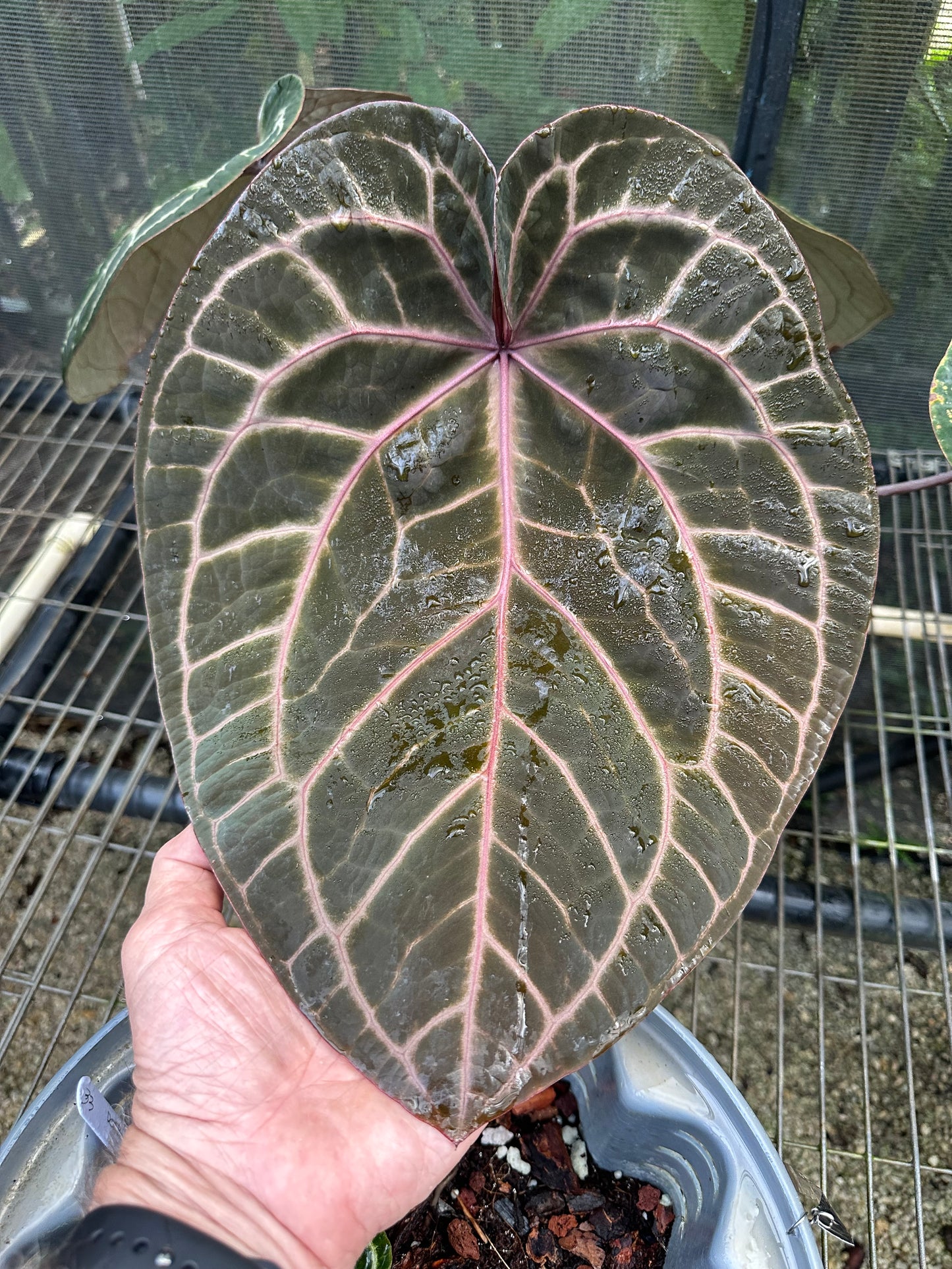 DocBlock Anthurium Zara® '33' × Brown Derby® '29'