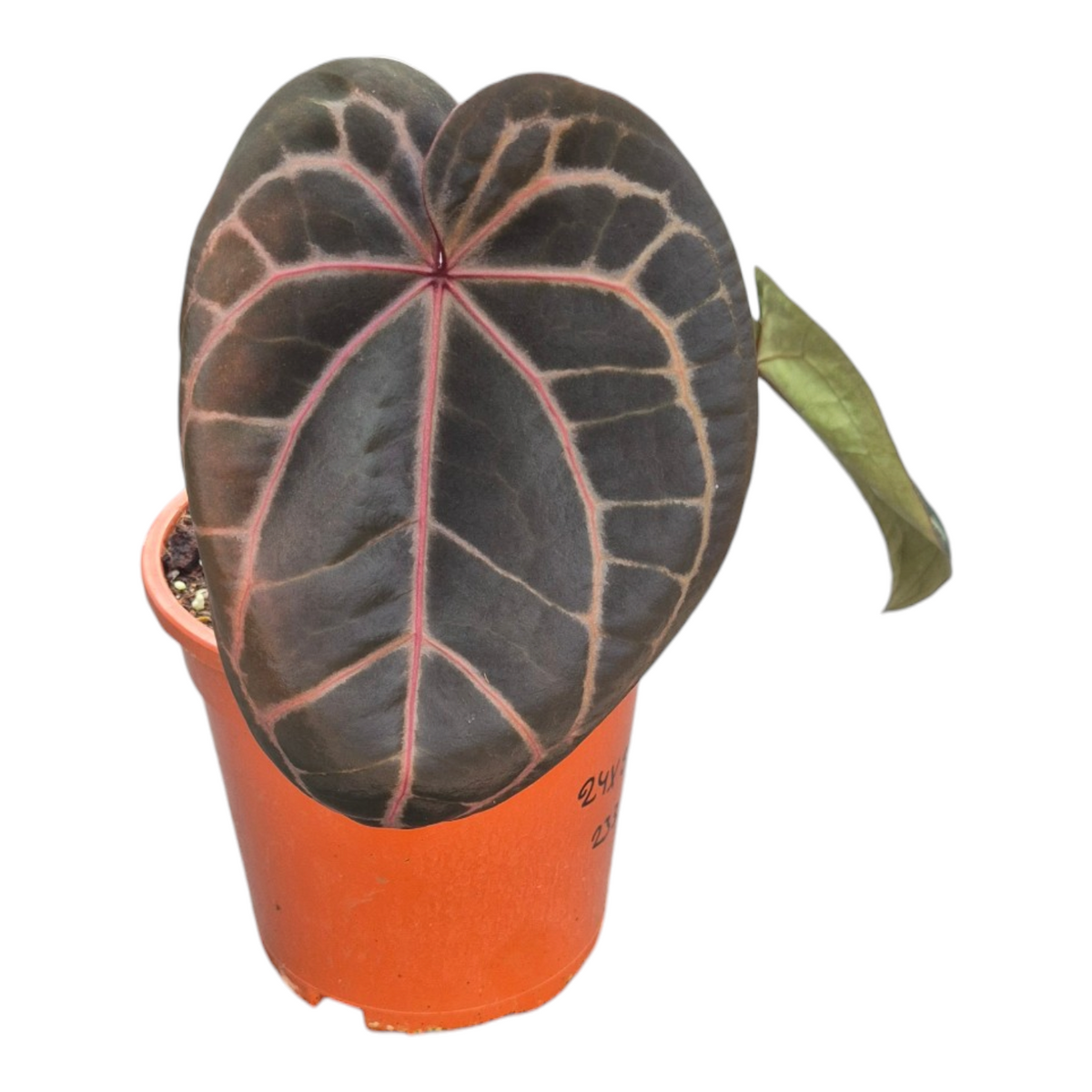 Live Sale Plant 233 DocBlock Anthurium Red Velvet Cake® '24' X Home Sweet Home® '32'