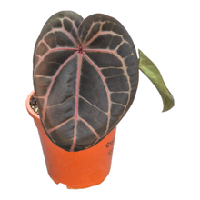 Live Sale Plant 233 DocBlock Anthurium Red Velvet Cake® '24' X Home Sweet Home® '32'
