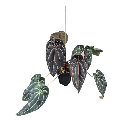 Live Sale Plant 333 DocBlock Anthurium Zara® '29' X Red Velvet Cake® '24' XL