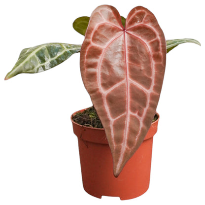 DocBlock Anthurium Zara® '33' X Zara® '29'