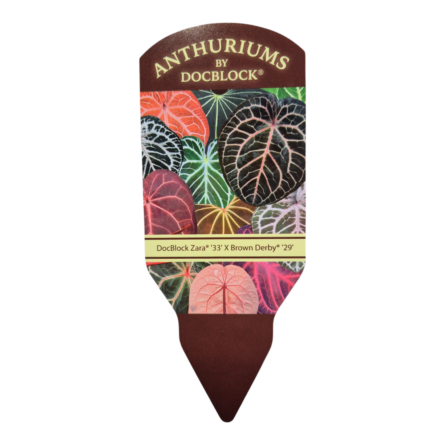 DocBlock Anthurium Zara® '33' × Brown Derby® '29'