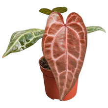 DocBlock Anthurium Zara® '33' X Zara® '29'