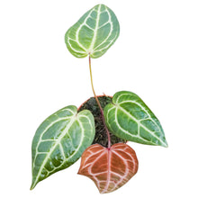 DocBlock Anthurium Zara® '33' X Zara® '29'