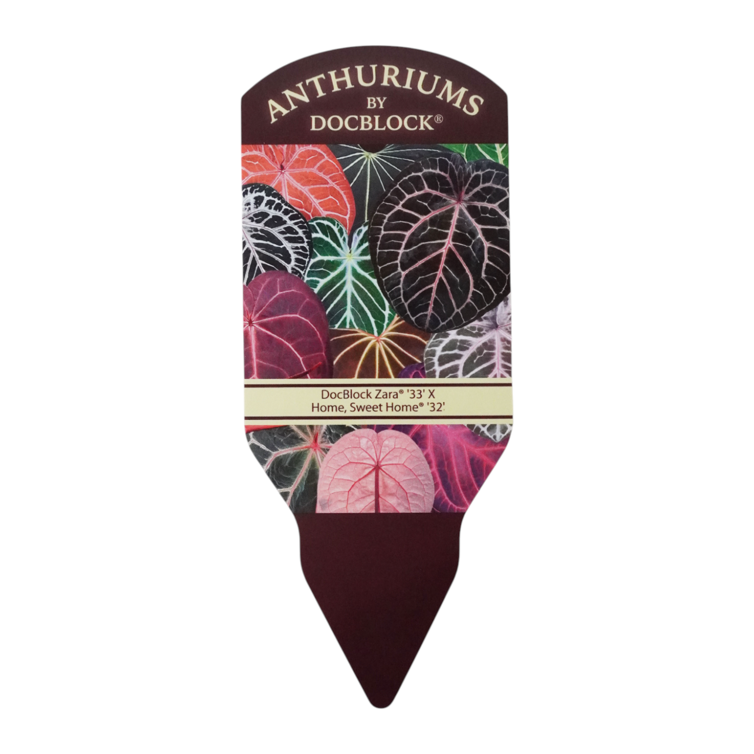 DocBlock Anthurium Zara® '33' X Home, Sweet Home® '32' – Casa Botanica