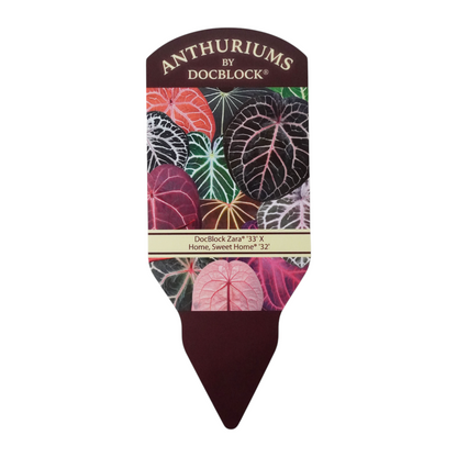 DocBlock Anthurium Zara® '33' X Home, Sweet Home® '32'