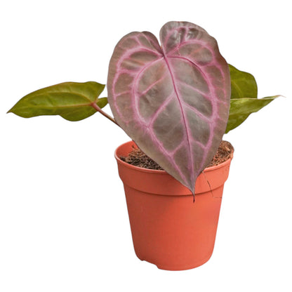 DocBlock Anthurium Zara® '33' X Home, Sweet Home® '32'