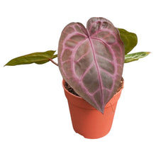 DocBlock Anthurium Zara® '33' X Home, Sweet Home® '32'