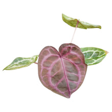 DocBlock Anthurium Zara® '33' X Home, Sweet Home® '32'