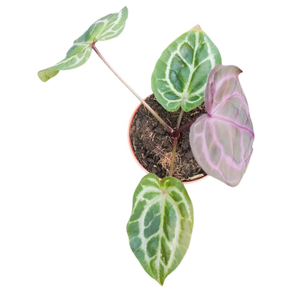 DocBlock Anthurium Zara® '33' X Home, Sweet Home® '32'