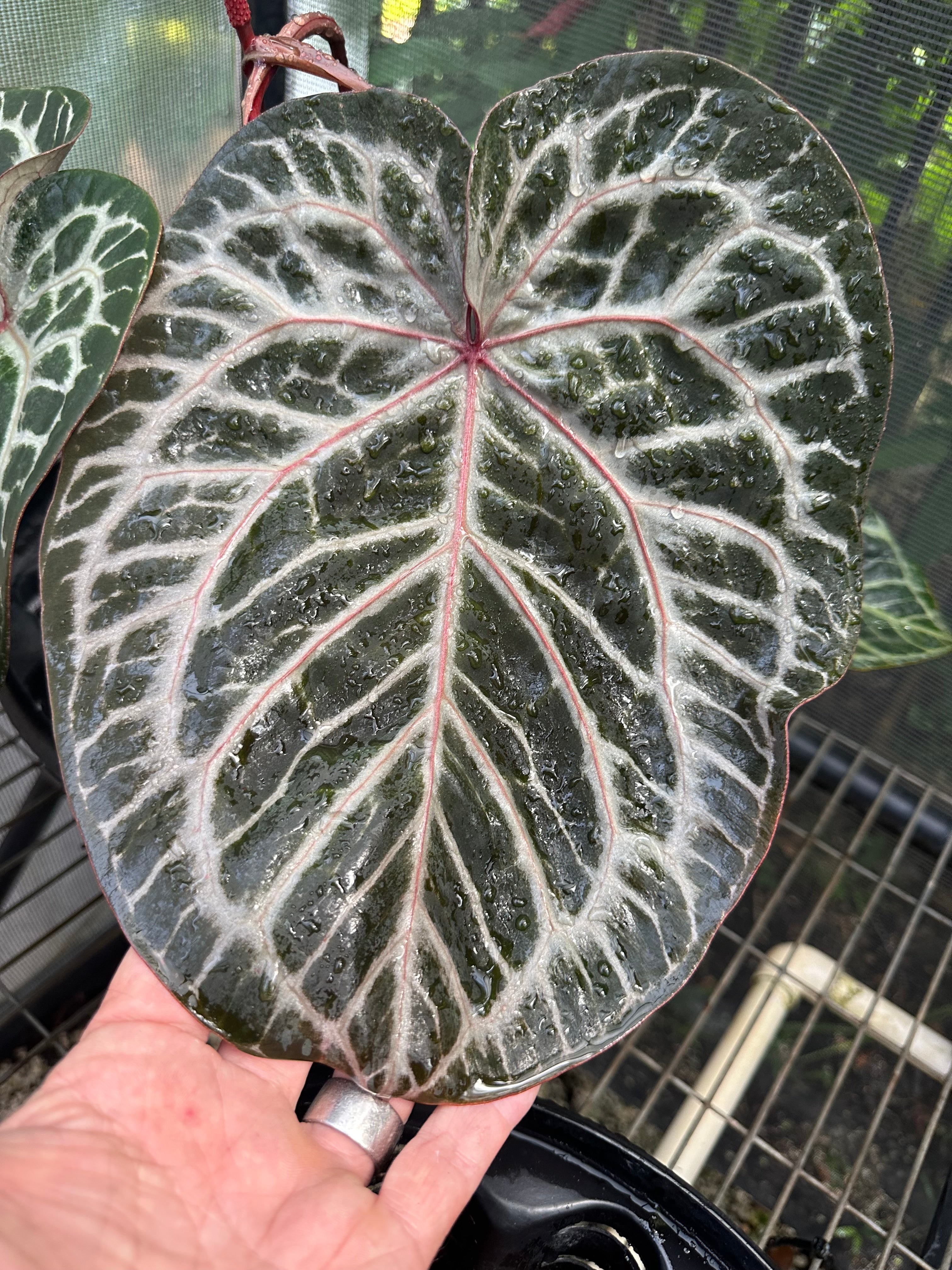 DocBlock Anthurium Tortoise Shell® Grey '34' X Purple Rain