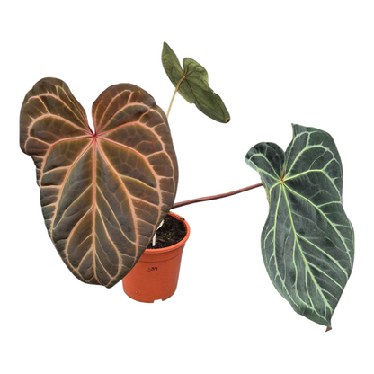Live Sale Plant 334 DocBlock Anthurium Zara® '14' X Red Crystal® '12' XL