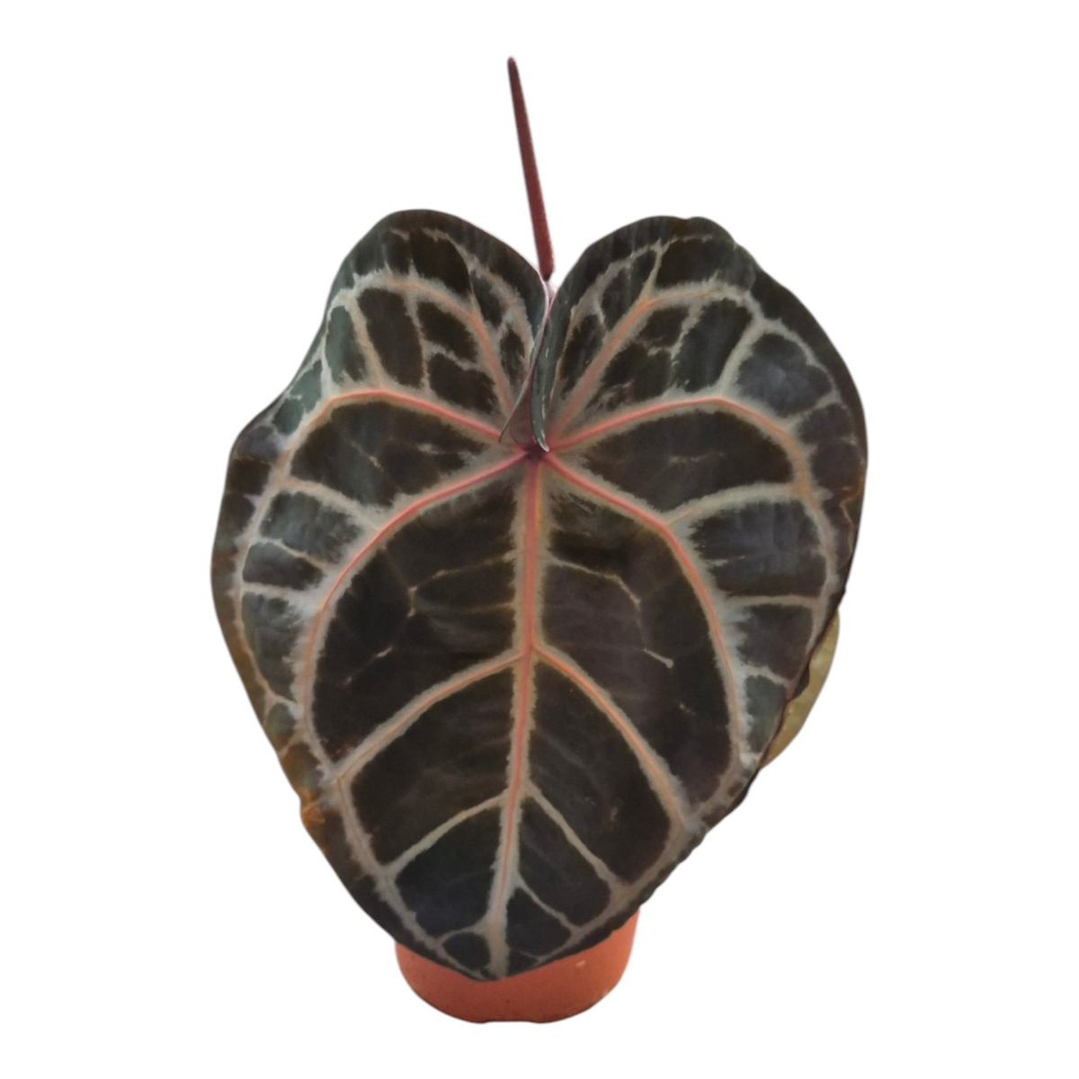 Live Sale Plant 234 DocBlock Anthurium Zara® '26' X Michelle® '23'