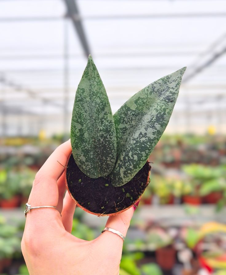 Hoya Flagellata Silver