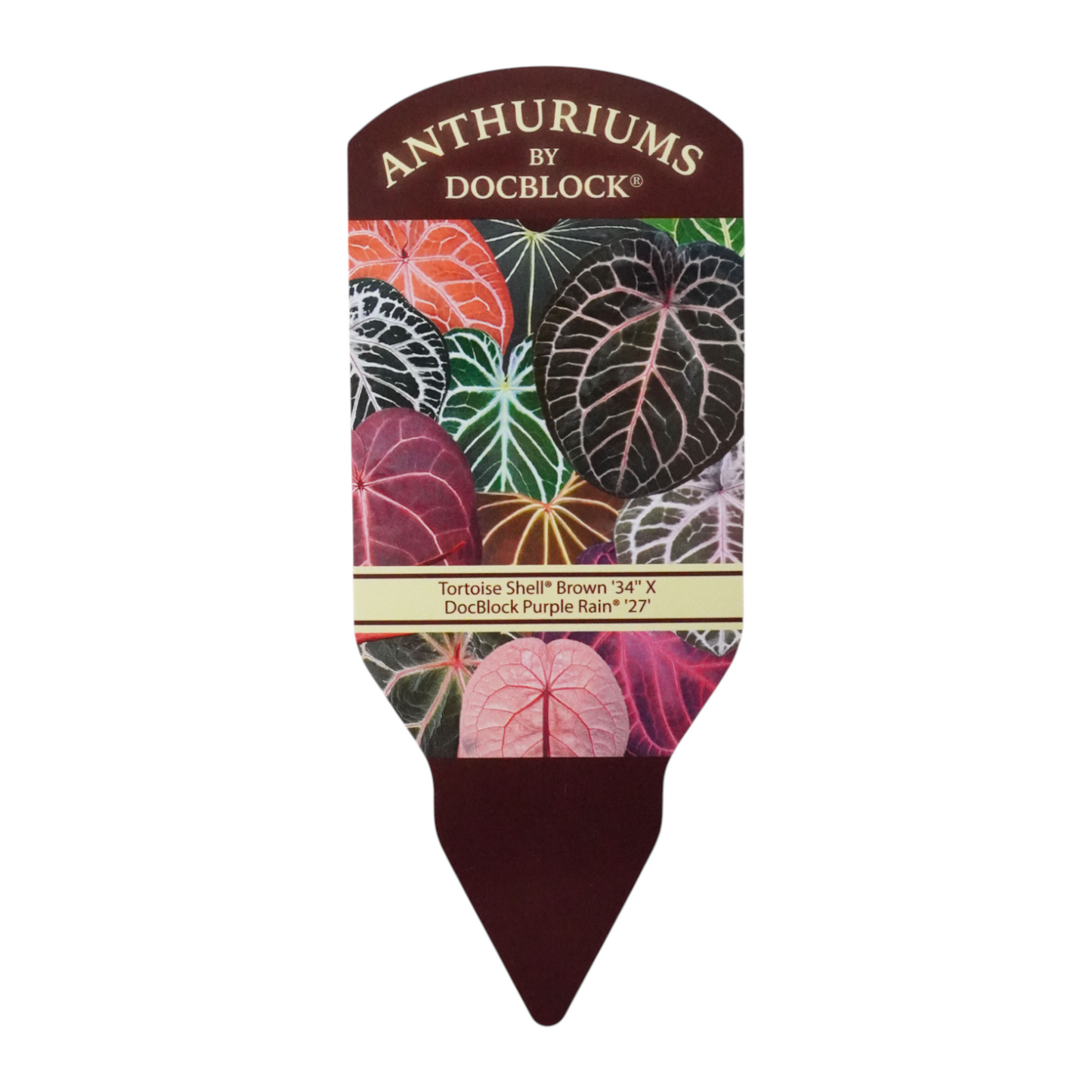 DocBlock Anthurium Tortoise Shell® Brown '34' × Purple Rain® '27'