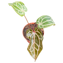DocBlock Anthurium Tortoise Shell® Grey '34' X Purple Rain® '27'