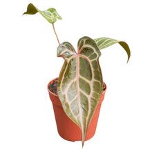 DocBlock Anthurium Tortoise Shell® Grey '34' X Purple Rain® '27'