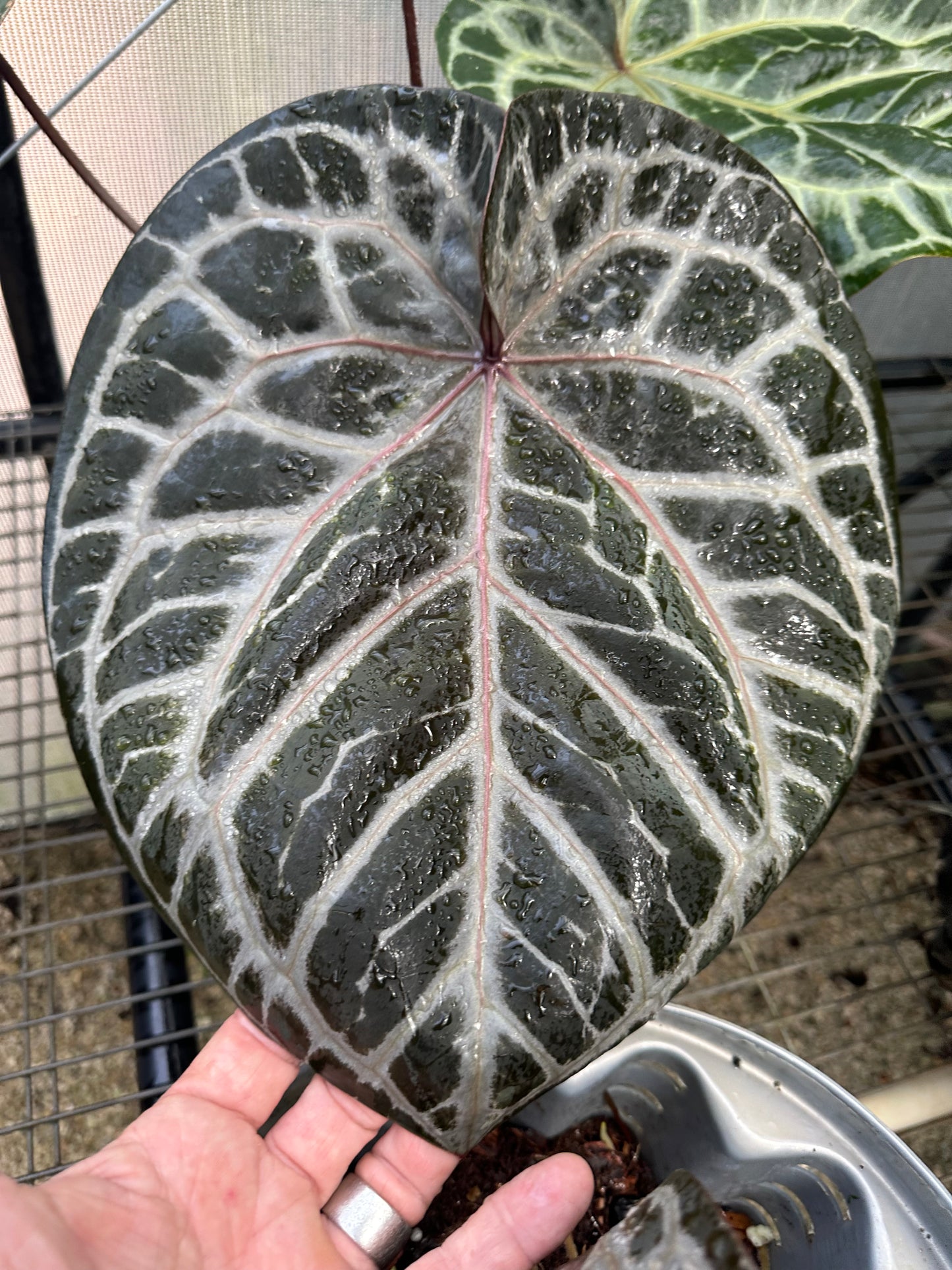 DocBlock Anthurium Angela® '35' x Black Widow® '13'