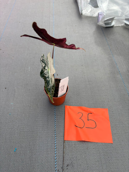 Live-Verkaufspflanze 35