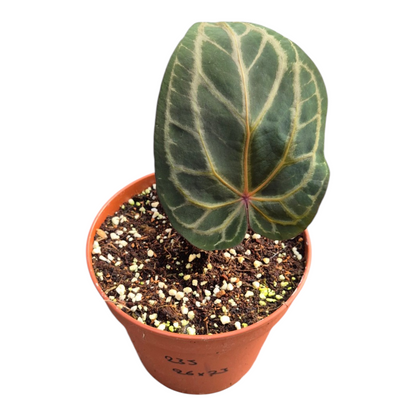 Live Sale Plant 235 DocBlock Anthurium Zara® '26' X Michelle® '23'