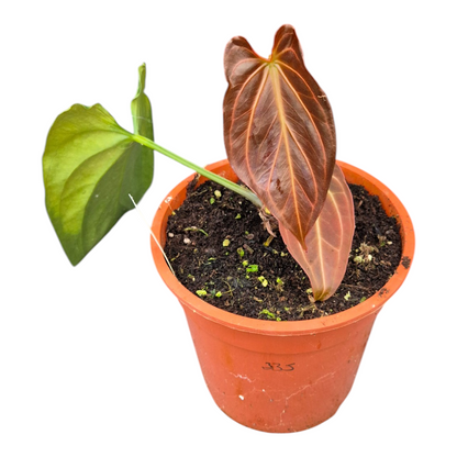 Live Sale Plant 335 DocBlock Anthurium Black Widow® '13' X Black Widow '43' XL