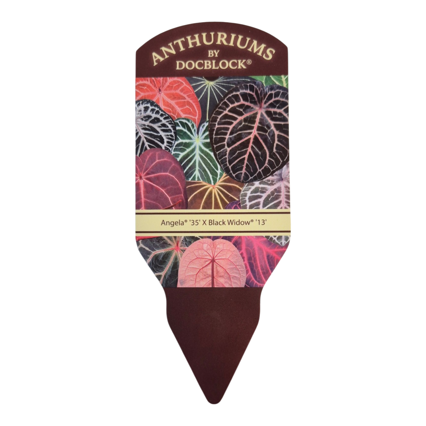 DocBlock Anthurium Angela® '35' x Black Widow® '13'