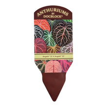 DocBlock Anthurium Angela® '35' X Angela® '35' *1