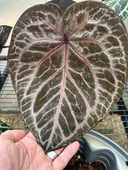 DocBlock Anthurium Tortoise Shell® Grey '36' x Tortoise Shell® Grey '36'